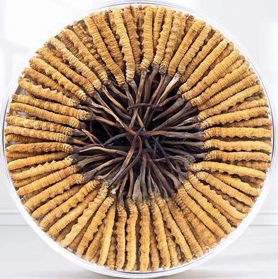 靖远冬虫夏草回收